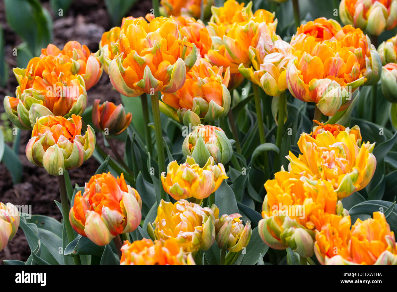 Rich green, orange and red flowers of the late double tulip, Tulipa 'Orange Princess' Stock Photo