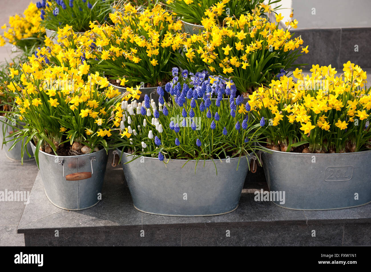Daffodil and grape hyacinth flowers city decoration, yellow and blue flowering plants growing in metal flower buckets outdoor. Stock Photo
