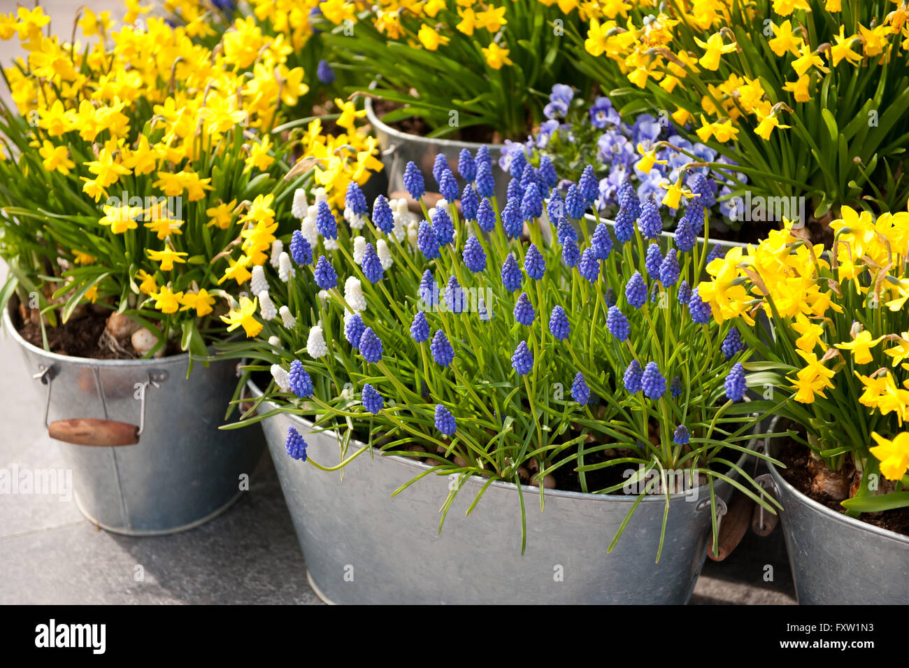Daffodil and grape hyacinth blooming flowers city decoration, yellow and blue flowering plants