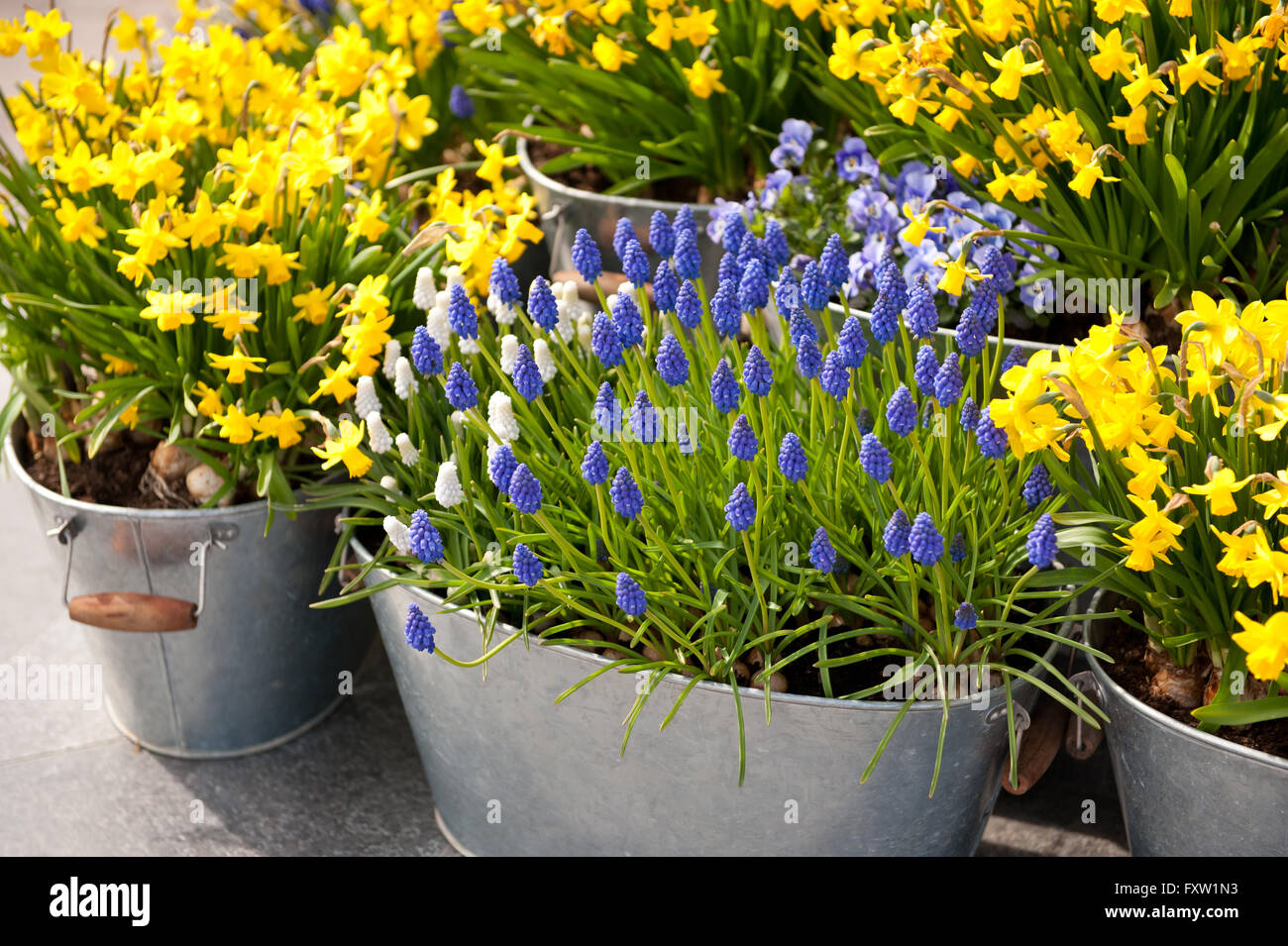 Daffodil and grape hyacinth blooming flowers city decoration, yellow and blue flowering plants growing in metal flower buckets Stock Photo