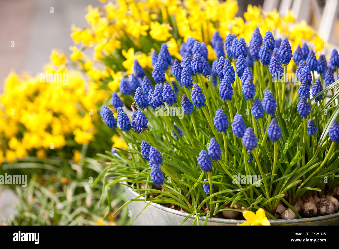 Grape hyacinth and daffodil flowering, natural flowers city decoration, yellow and blue flowering plants in metal flowerpot Stock Photo