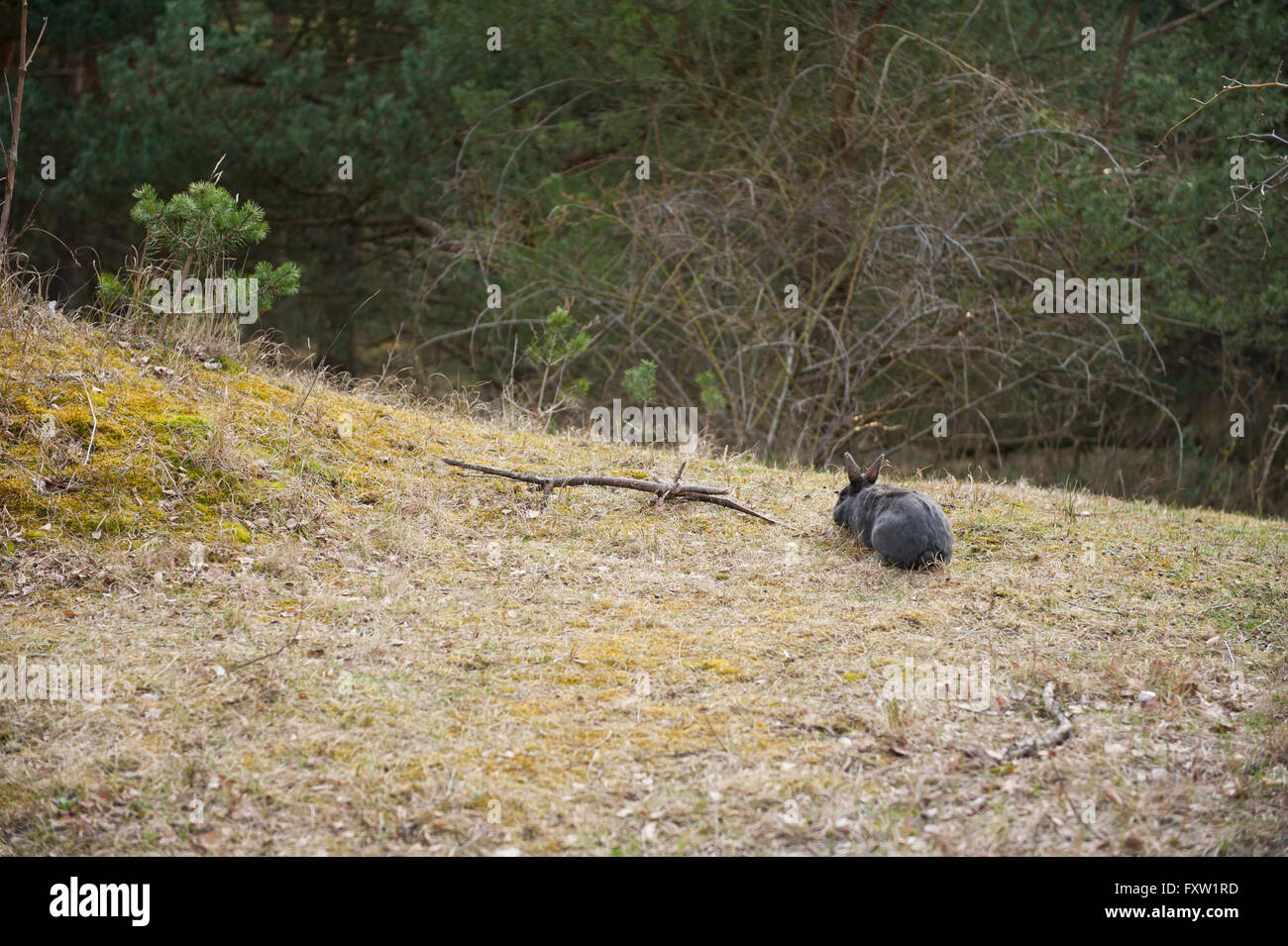 Domesticated abandoned black bunny sitting at glade in the woods, dumped stray pet left by owner in nature, ditched rabbit free Stock Photo