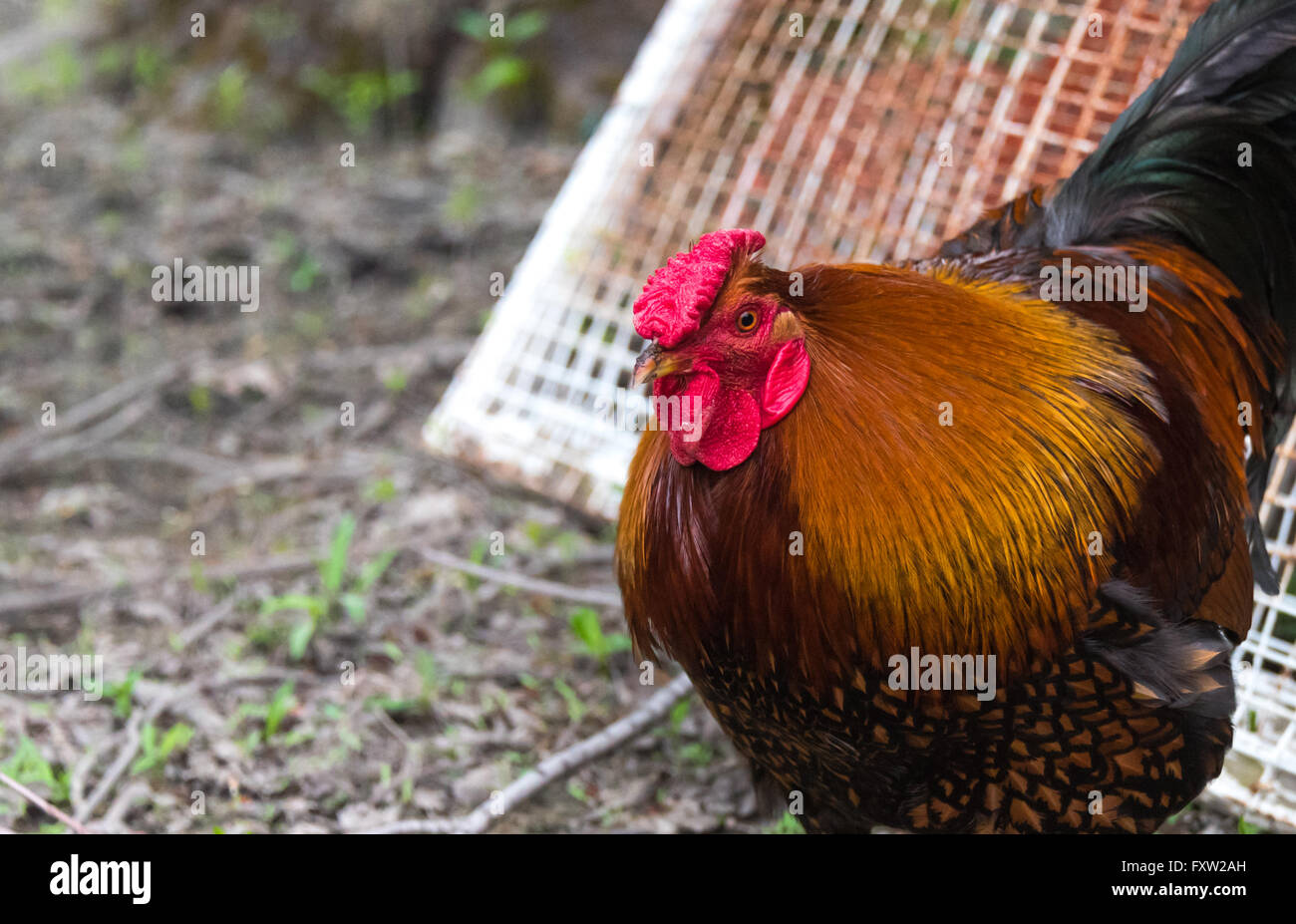 Rhode Island Red big Cock rooster chicken with flamboyant tones of red.  Colorful big cock of the walk on hobby farm in Ontario Stock Photo - Alamy