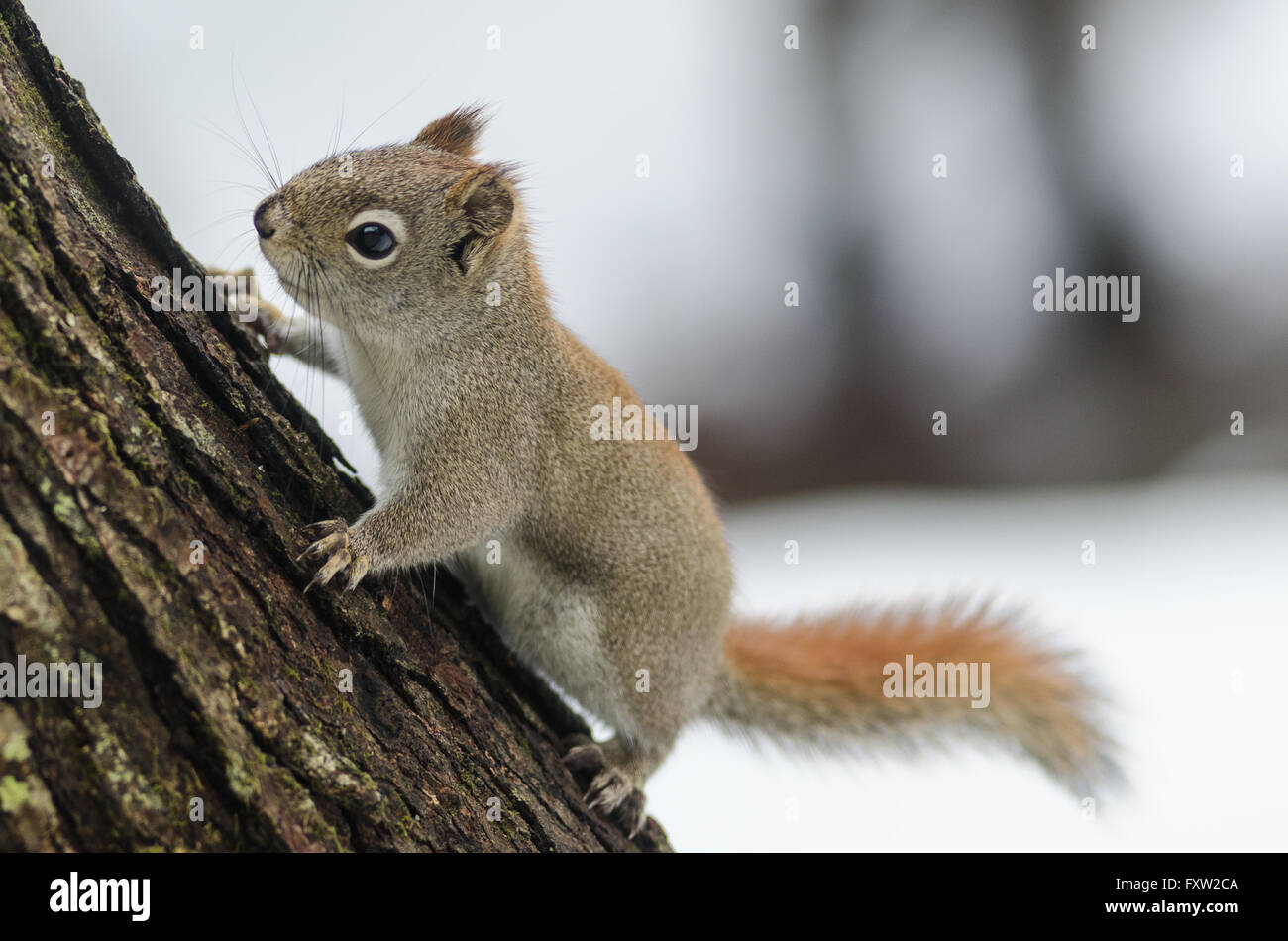 Red squirrel in Northern Ontario, Canada. Paused momentarily, running