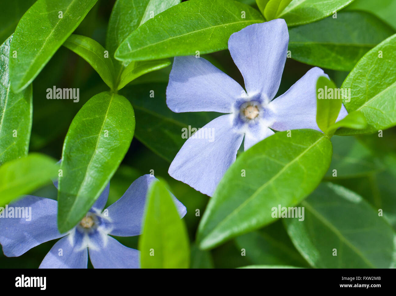 Ground cover plants hi-res stock photography and images - Alamy
