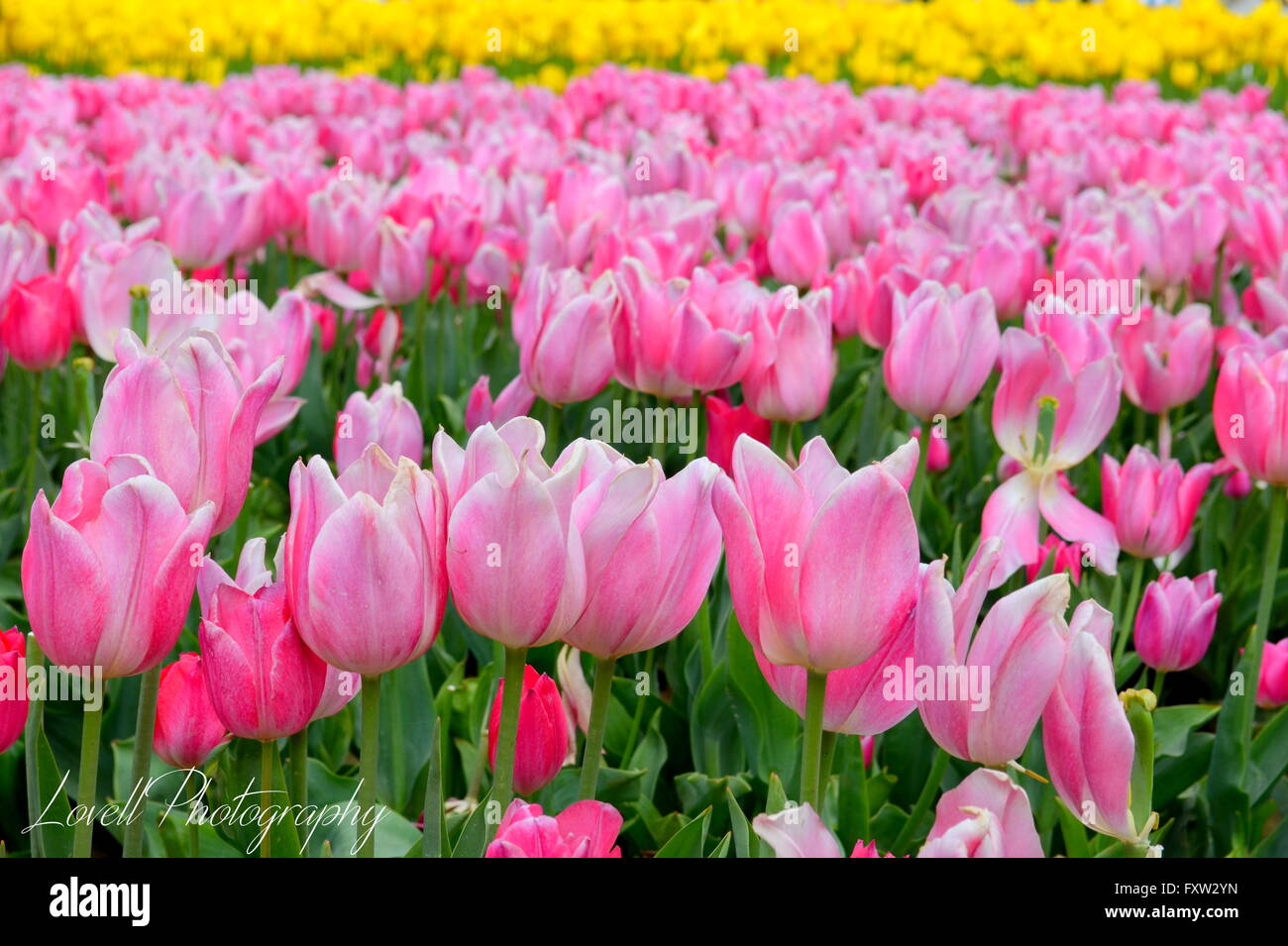 Yellow and Pink tulips bunch Stock Photo Alamy
