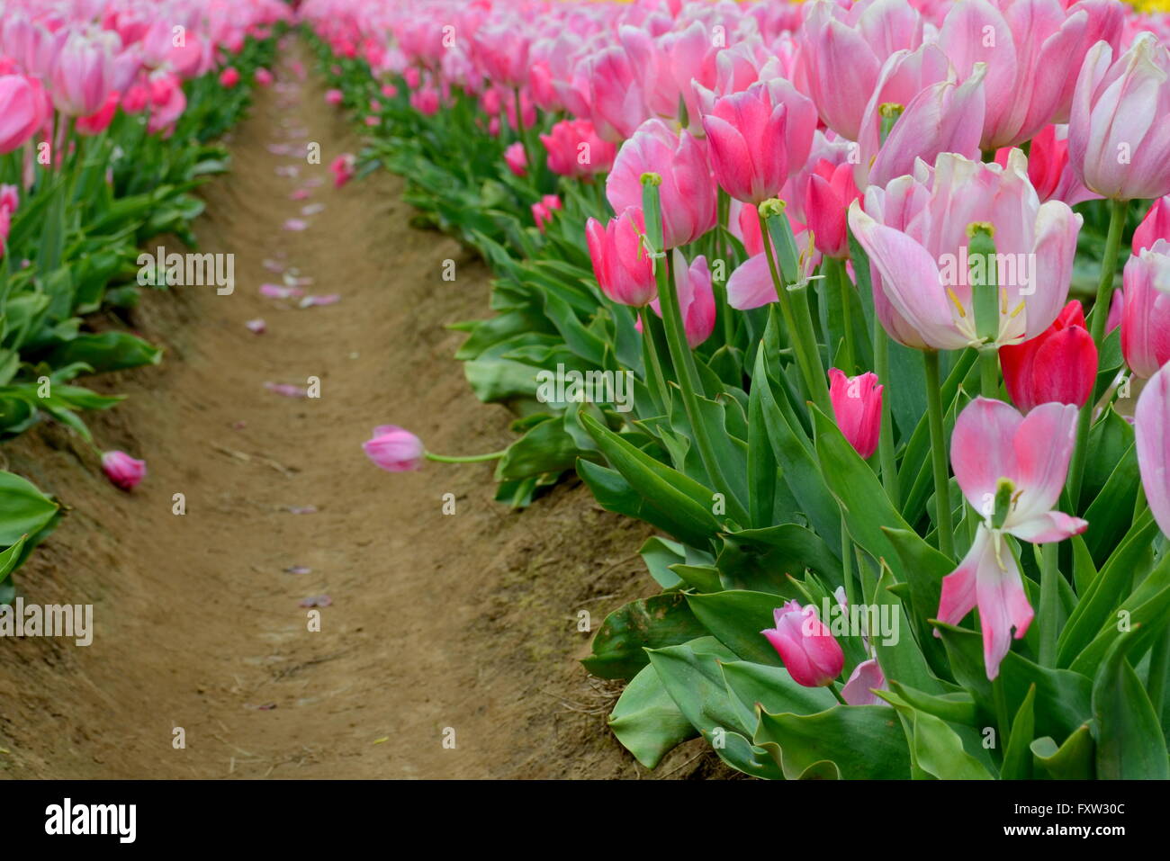 Pink Tulips in a row Stock Photo - Alamy