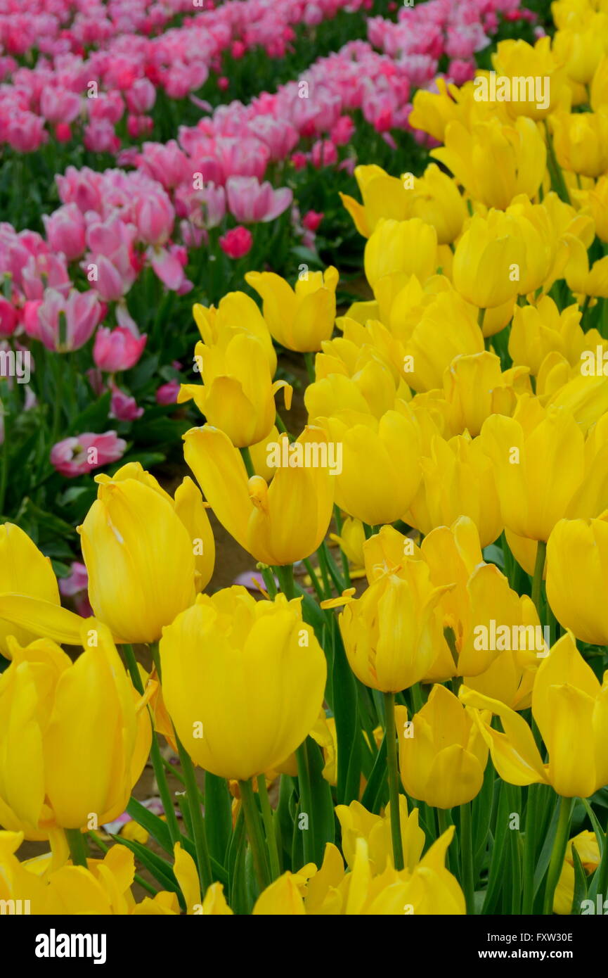 Yellow and Pink Tulips in rows Stock Photo - Alamy