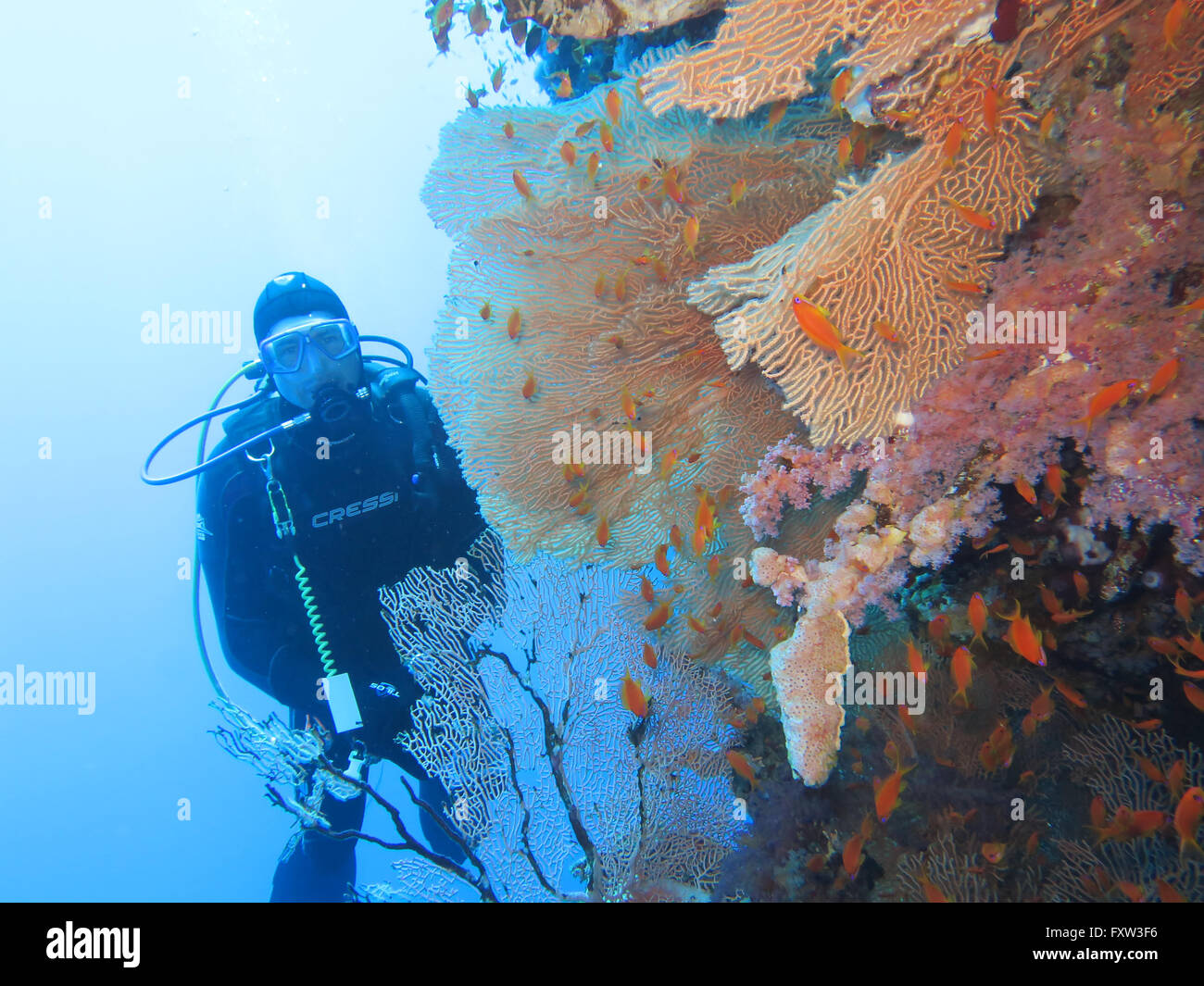 Taucher, Gorgonienkoralle (Octocorallia), Brother Islands, Rotes Meer, Aegypten Stock Photo