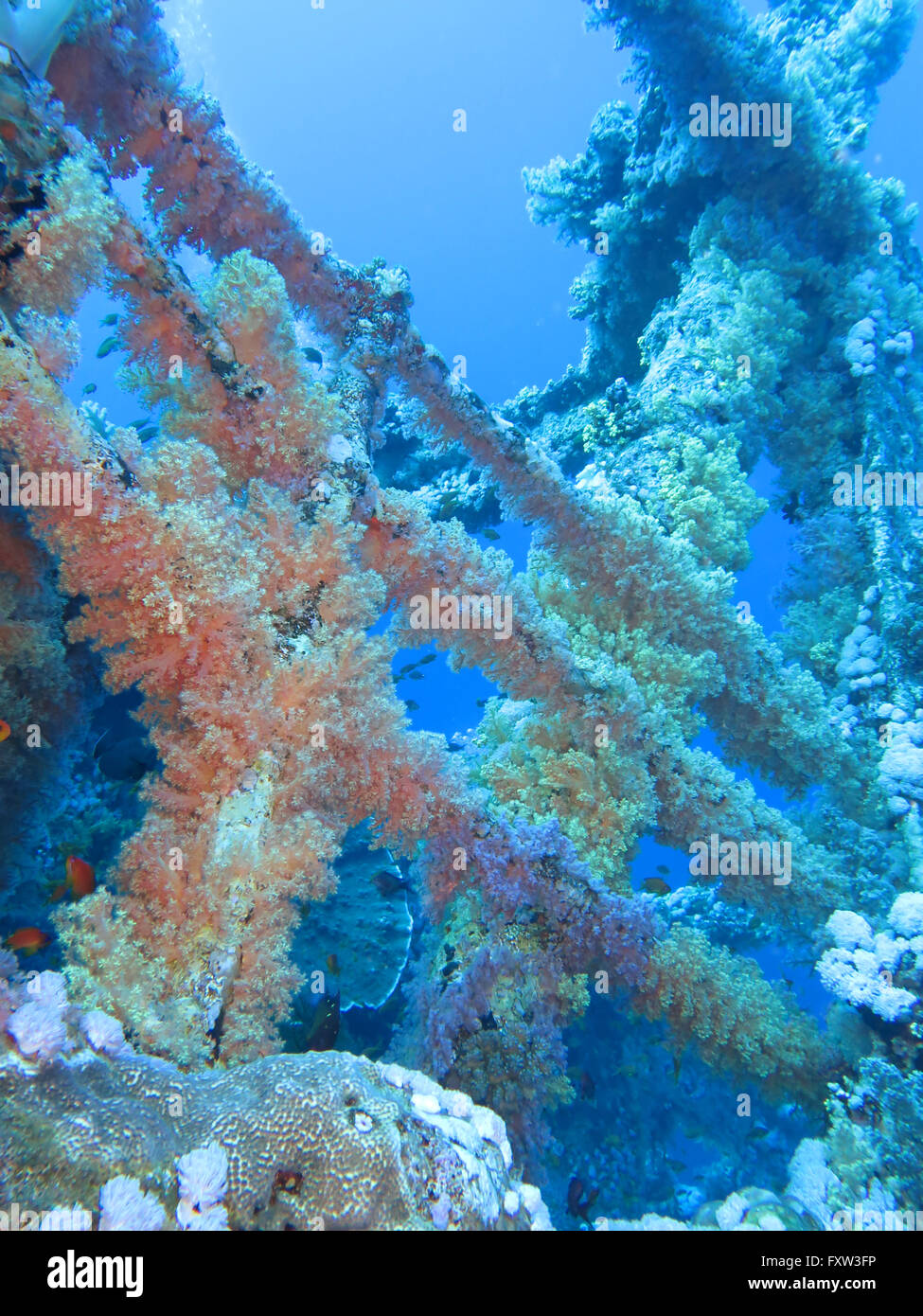 Wrack Numidia, Korallen, Brother Islands, Rotes Meer, Aegypten Stock Photo