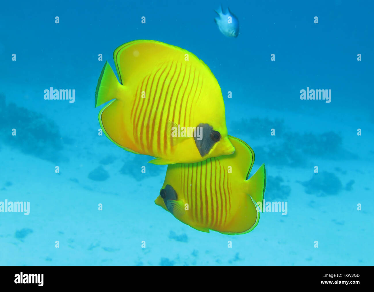 Masken-Falterfische (Chaetodon semilarvatus), Brother Islands, Rotes Meer, Aegypten Stock Photo