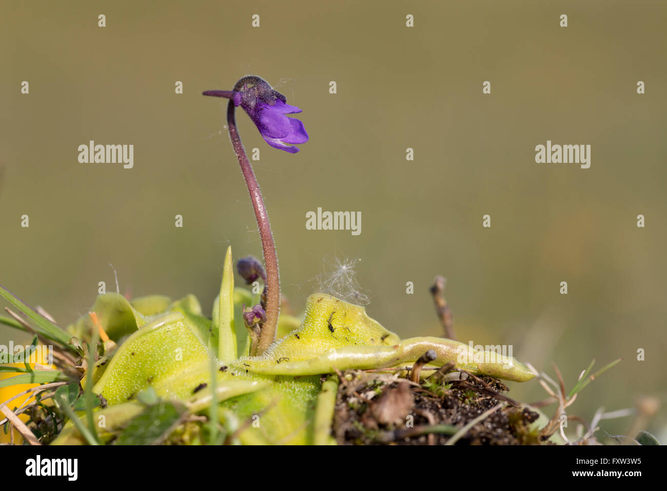 Common Butterwort; Pinguicula vulgaris Flower Anglesey; UK Stock Photo