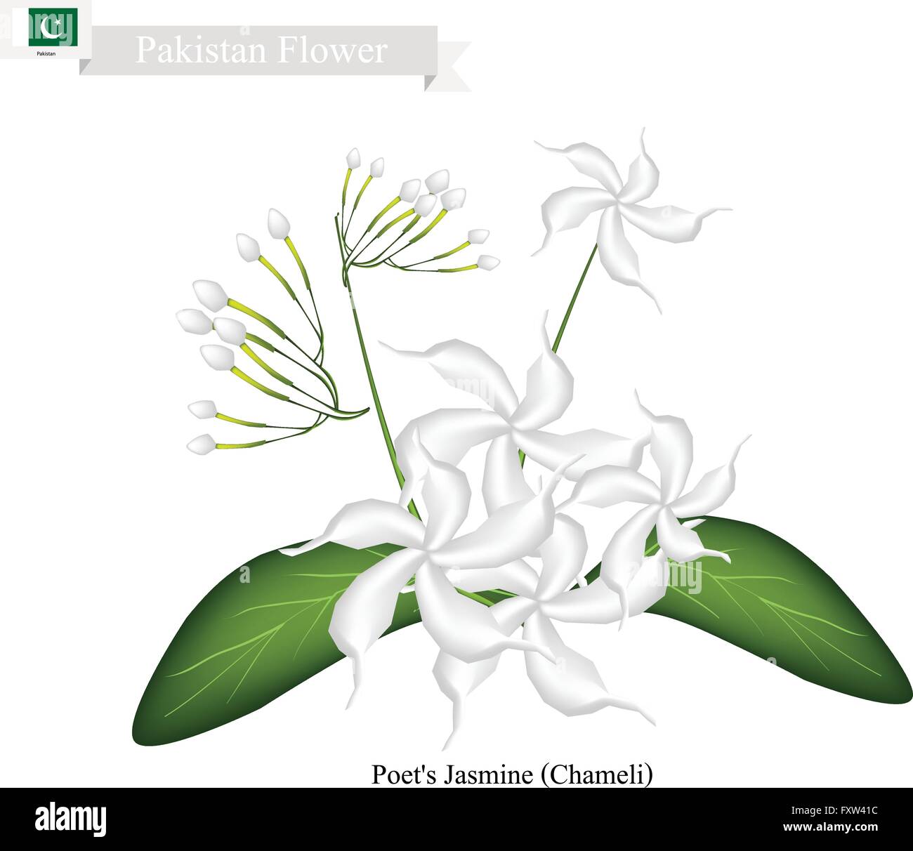 Pakistan Flower, Illustration of Poet's Jasmine or Chameli Flowers. The National Flower of Pakistan. Stock Vector