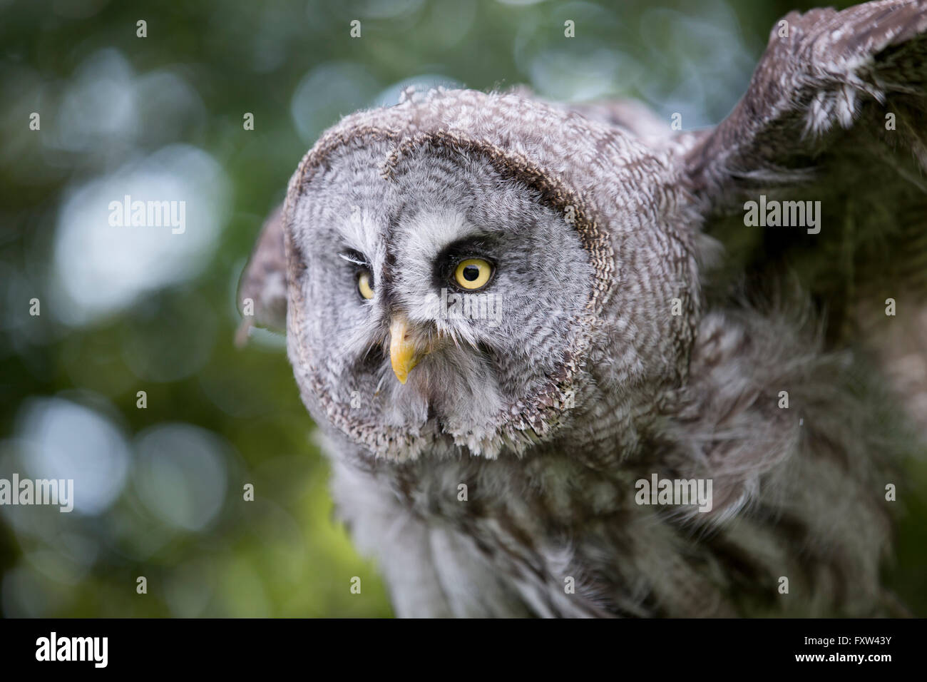 Great Grey Owl; Strix nebulosa Single; Face UK Stock Photo