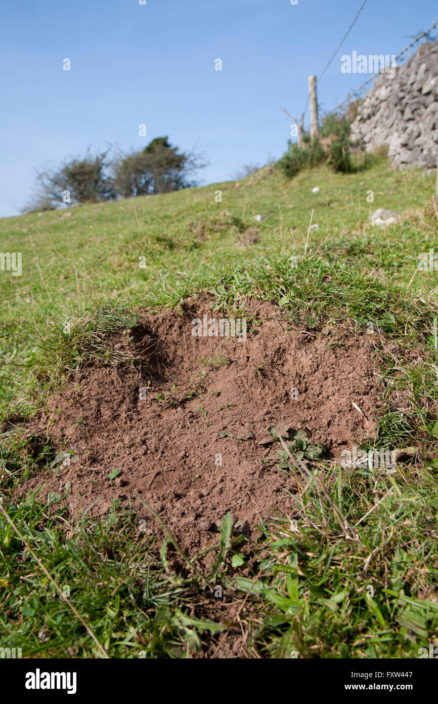 Green Woodpecker Digging Cornwall; UK Stock Photo