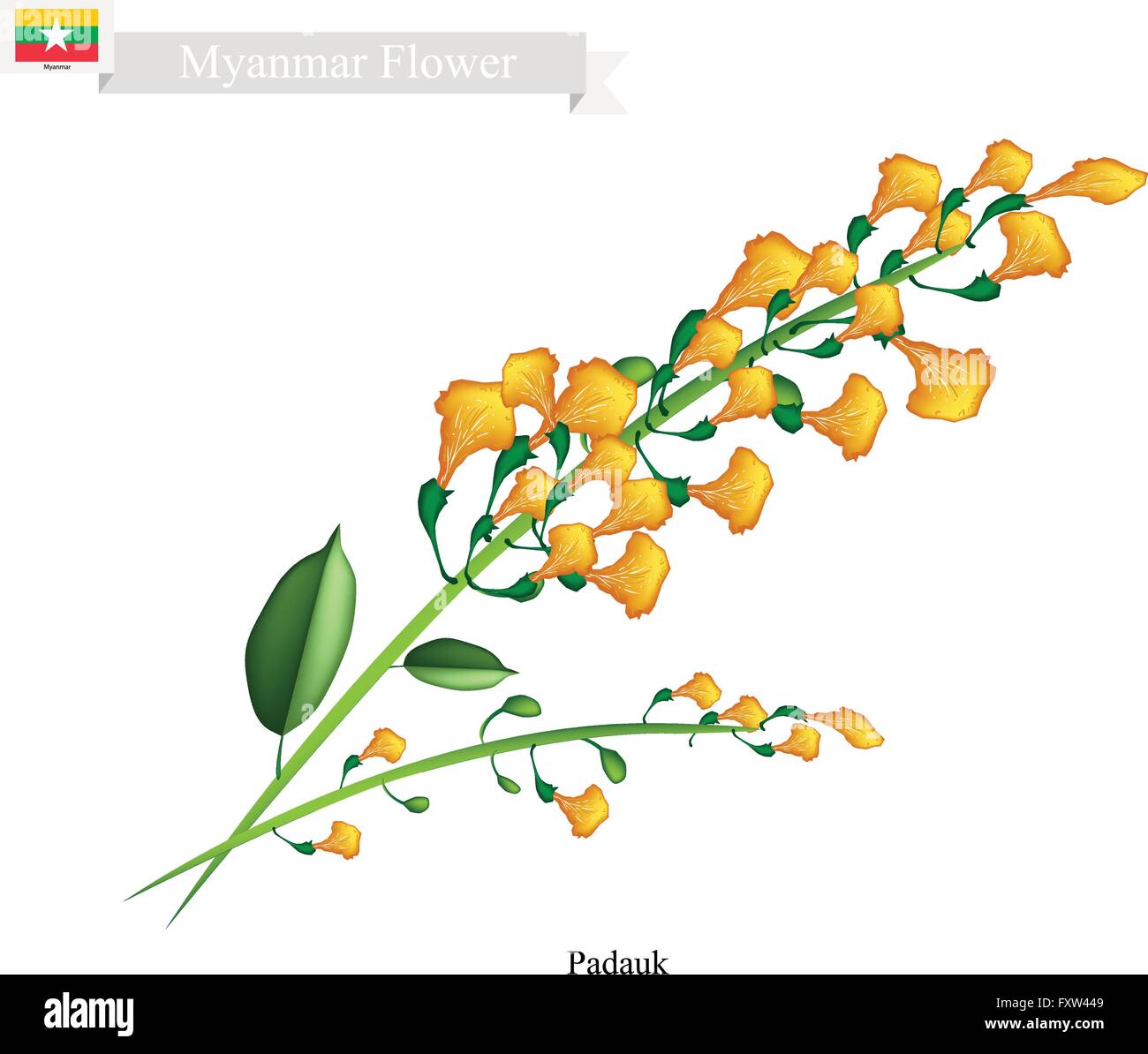 Myanmar Flower, Illustration of Padauk Flowers or Papilionoideae Flowers. The National Flower of