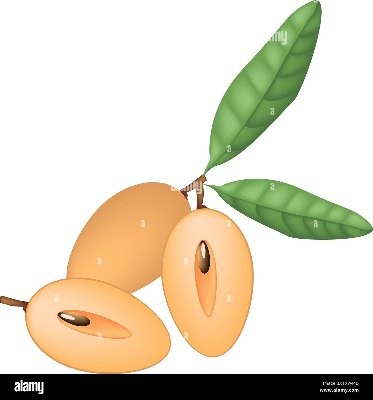 Illustration of Whole and Half Sapodilla Fruits Isolated on A White Background. Stock Vector