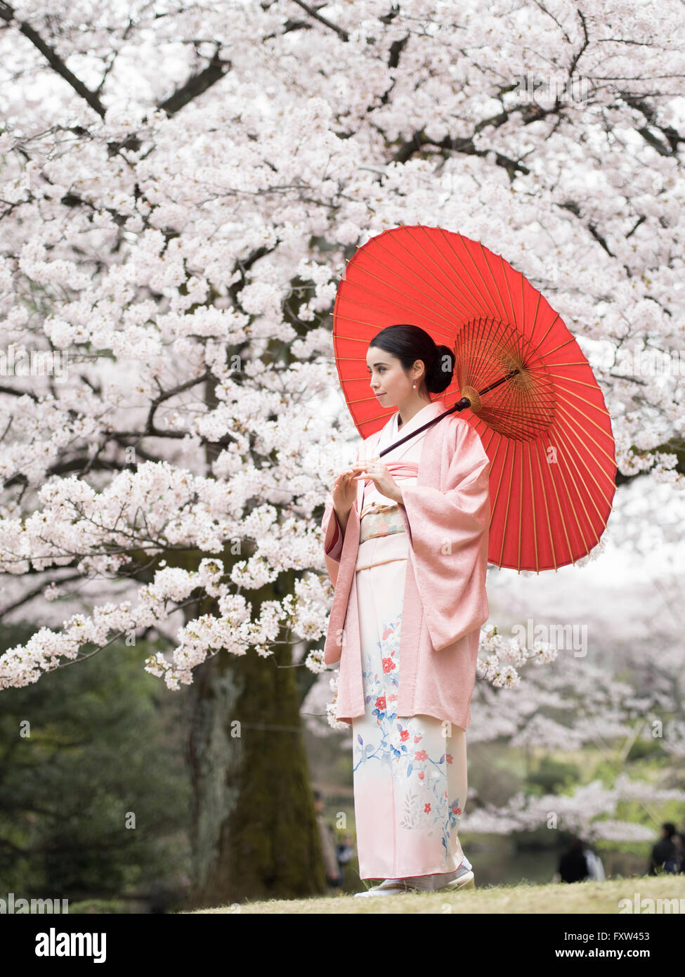 Portrait of young Japanese woman wearing kimono with cherry blossom in