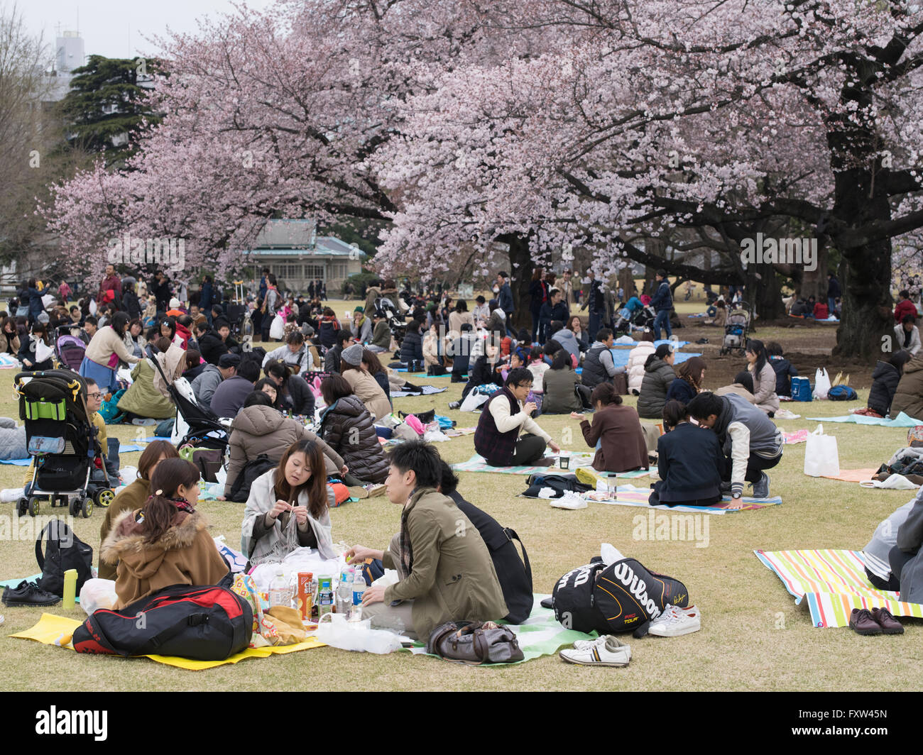 Hanami Cherry Blossom Parties in Shinjuku Gyoen, Tokyo Stock Photo
