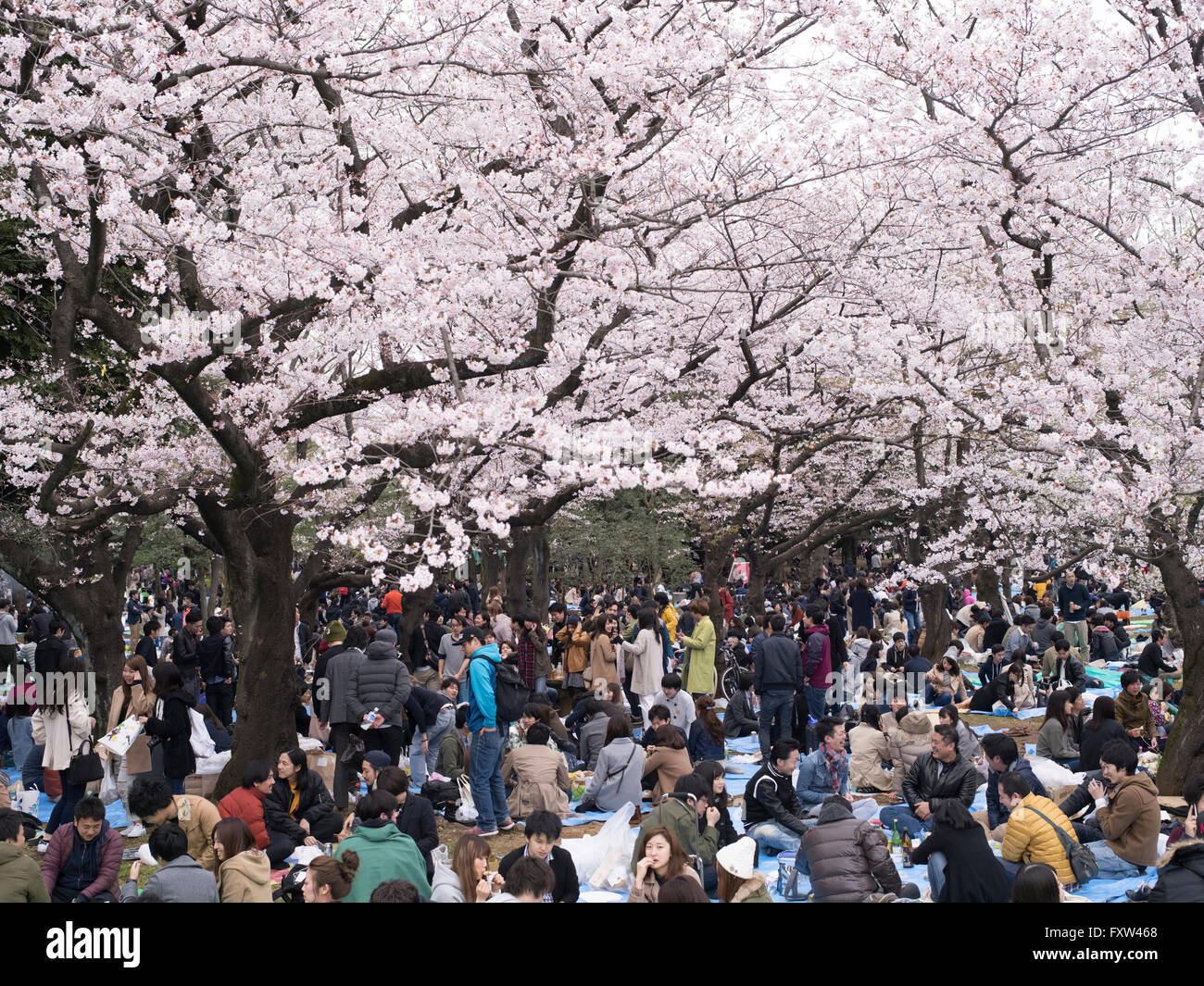 Hanami Cherry Blossom Parties in Yoyogi Park, Tokyo Stock Photo