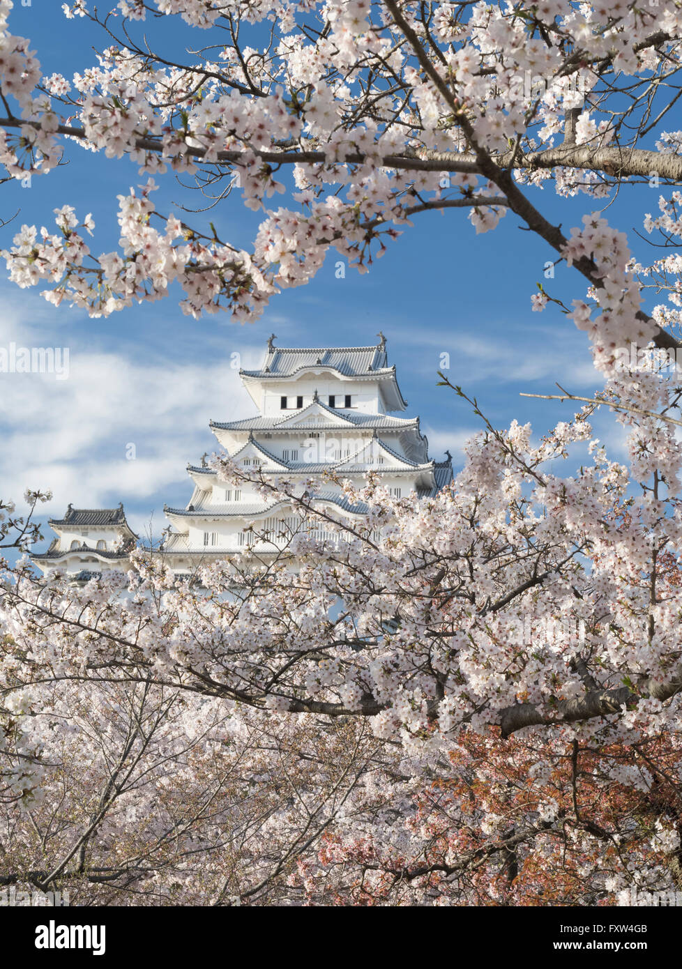 Himeji Castle and cherry blossom after the renovations completed in