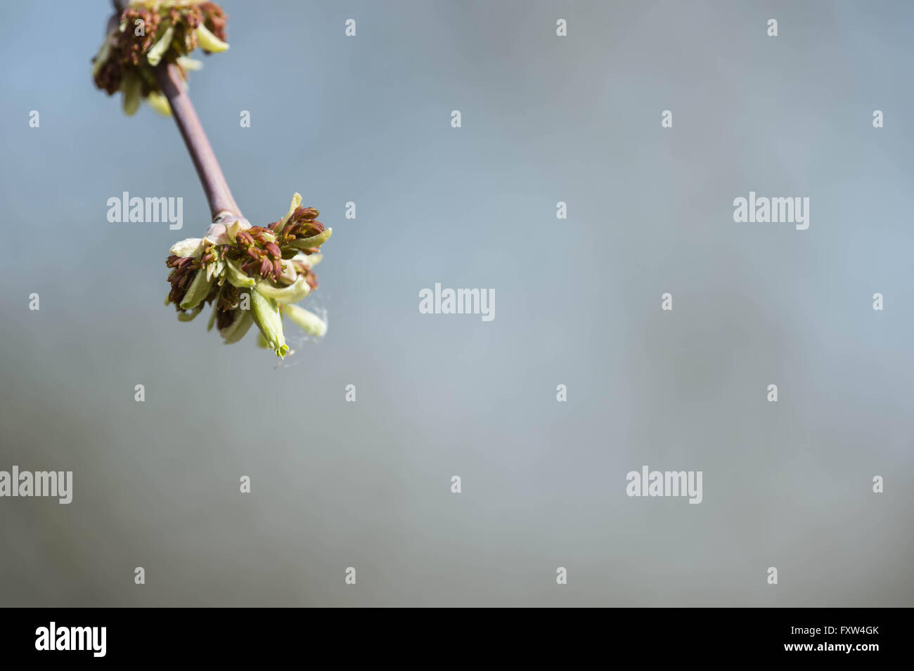 Branch tree green sprout hi-res stock photography and images - Alamy