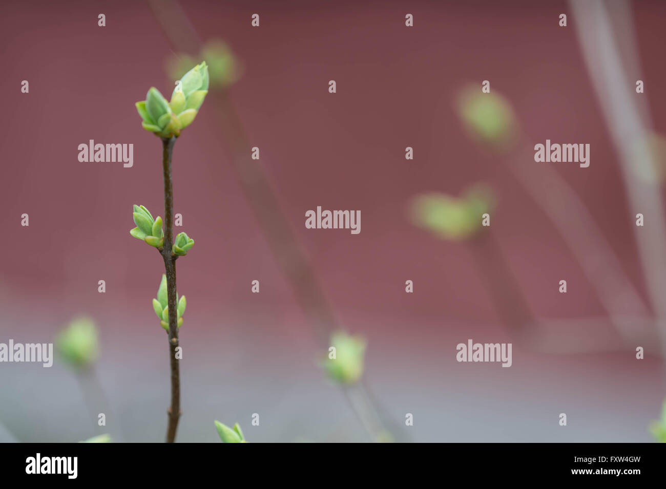 Tree branch with buds close up stock photo alamy