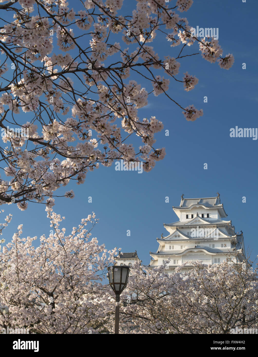 Himeji Castle and cherry blossom after the renovations completed in