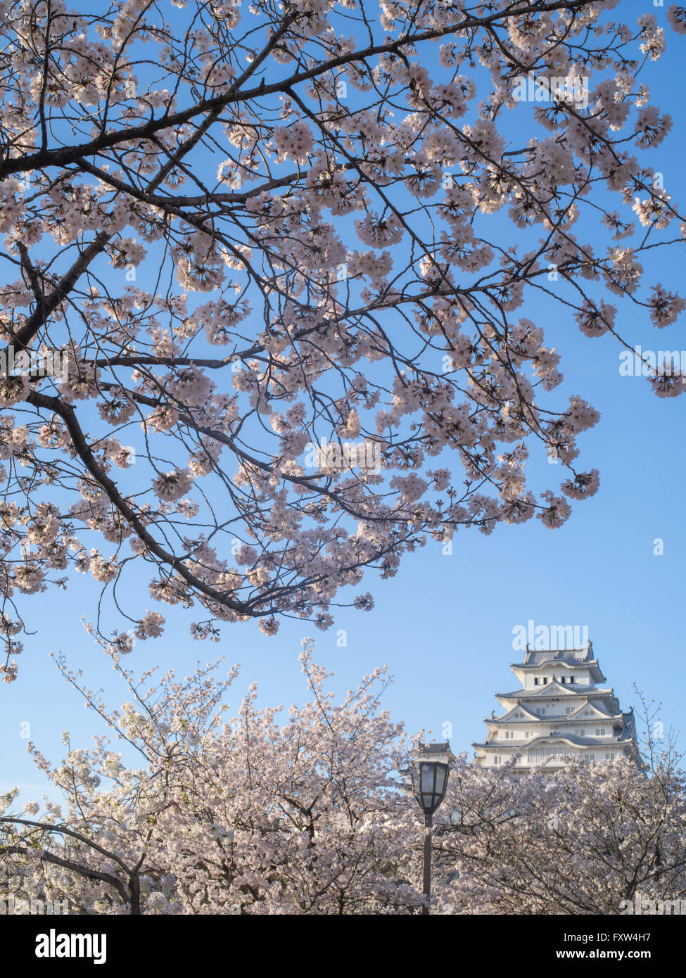 Himeji Castle and cherry blossom after the renovations completed in