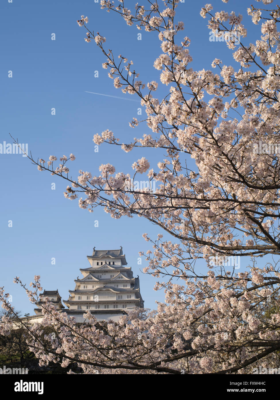 Himeji Castle and cherry blossom after the renovations completed in