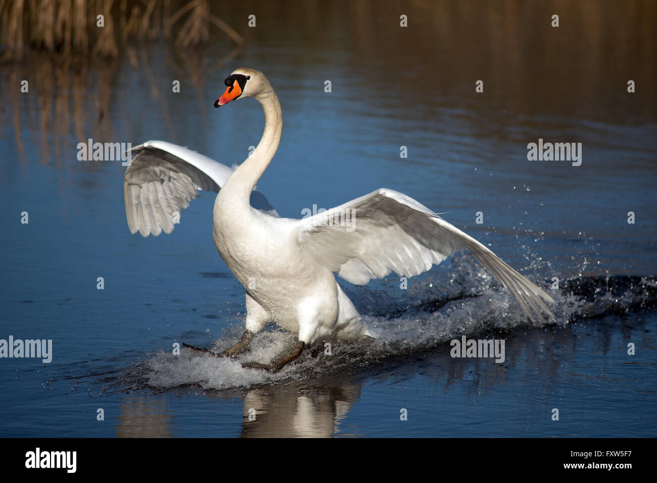 swan landing at the Welsh Wildlife Centre Cilgerran West Wales Stock Photo