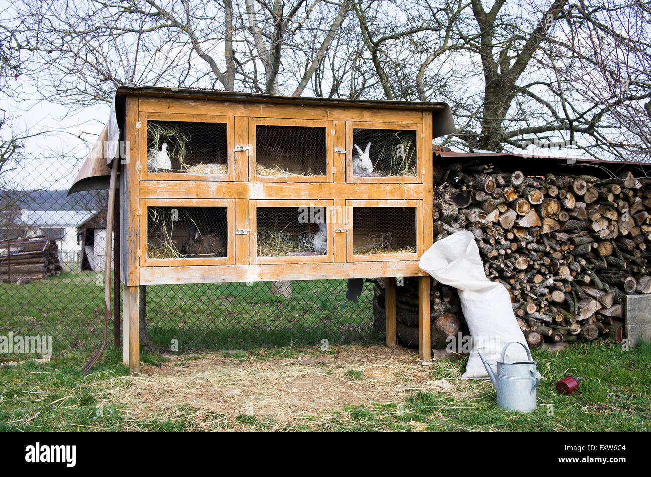 Czech White, albino domestic rabbit, straw bedding in hutch Stock Photo