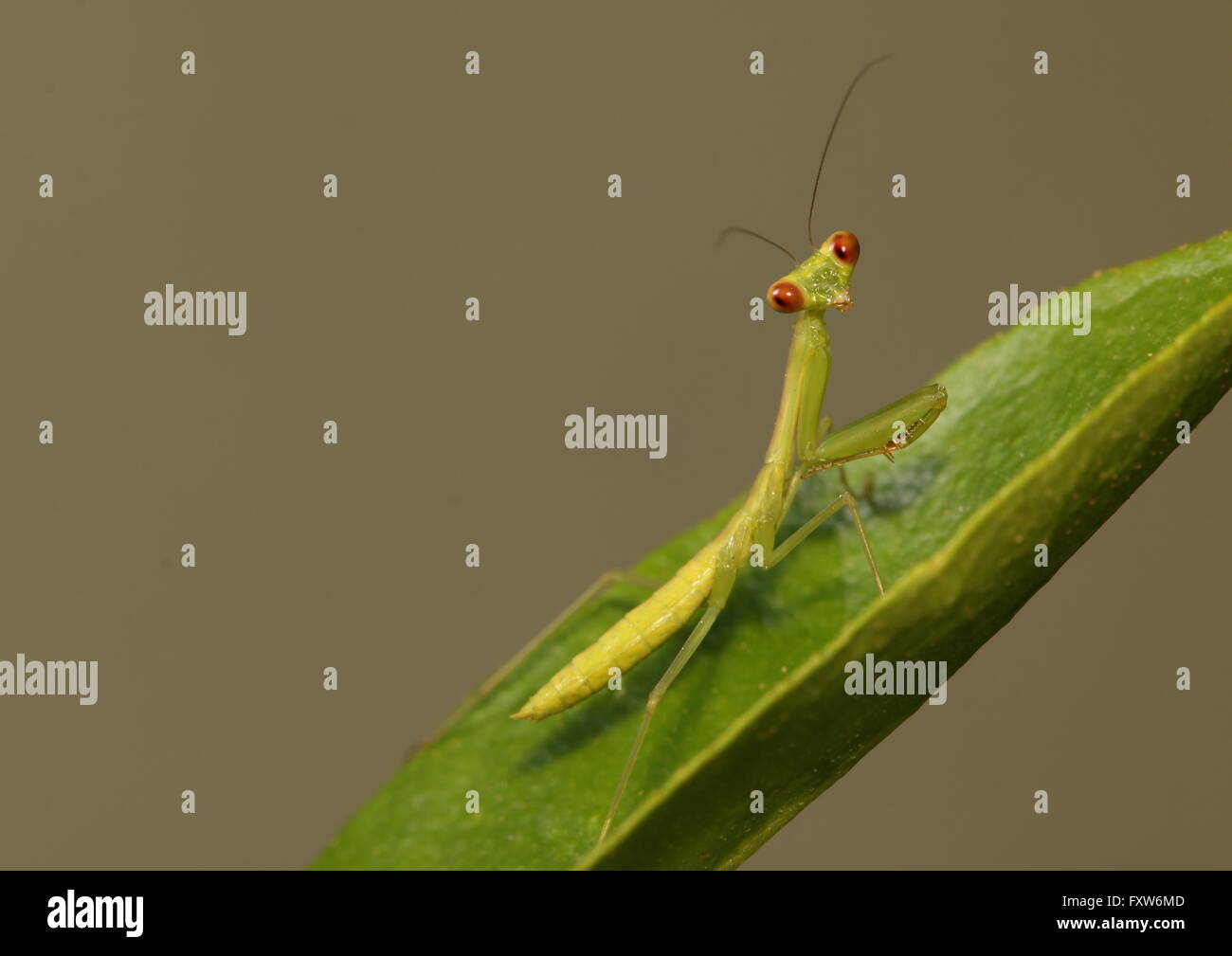 A juvenile praying mantis looking curiously towards the camera Stock