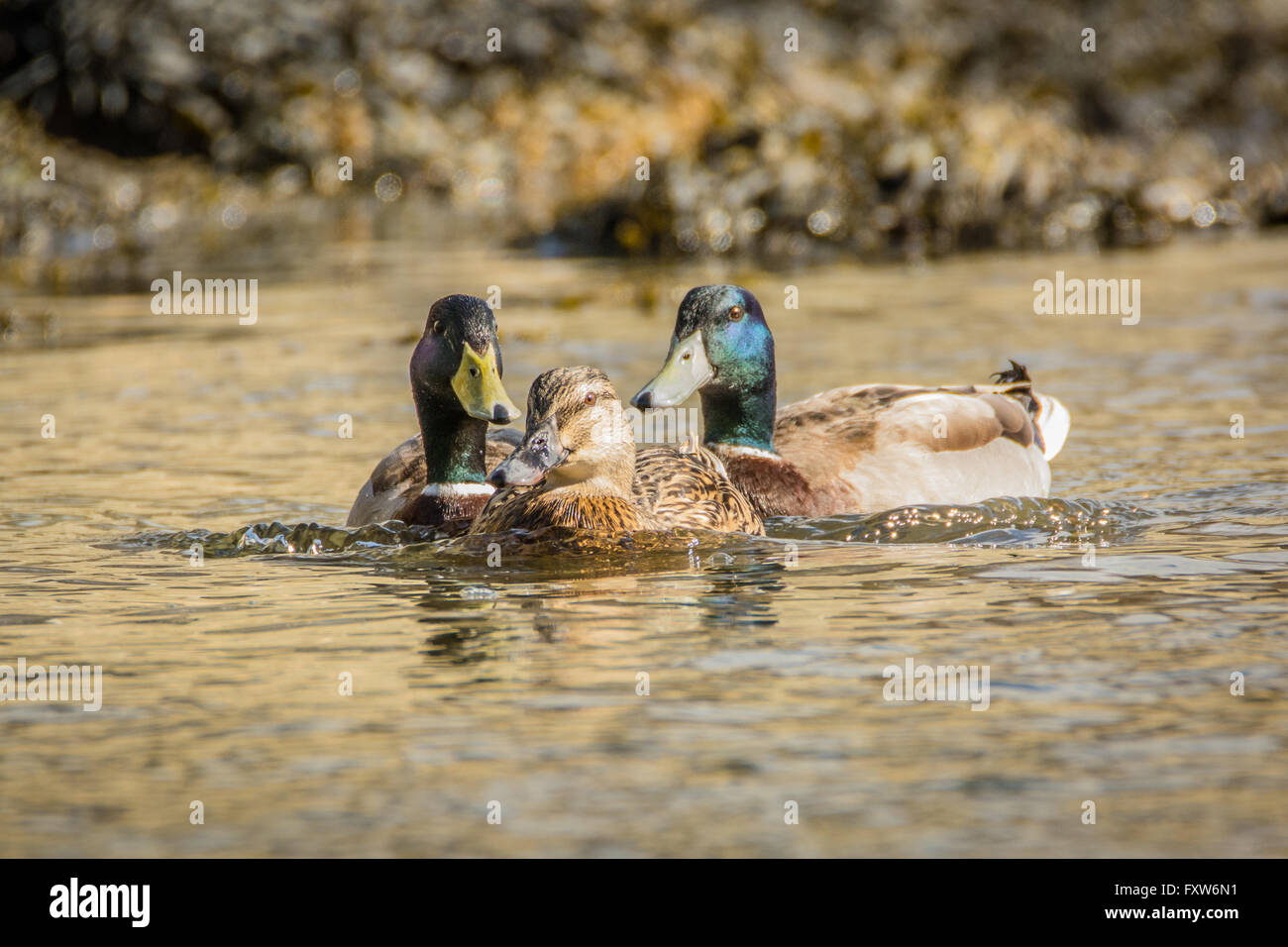 Three mallard ducks swimming - two males following one female Stock Photo