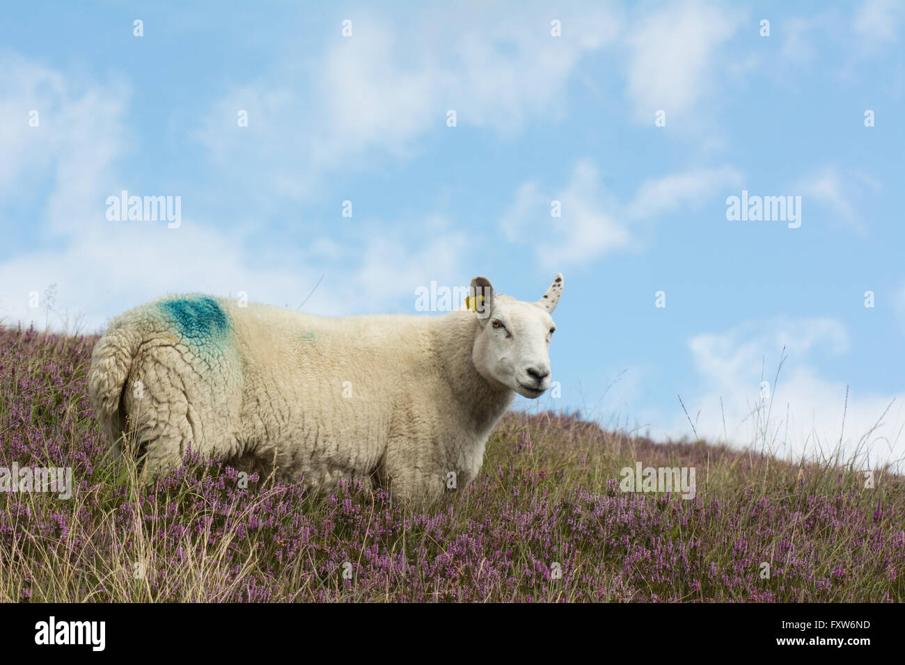 A sheep in purple heather on hillside Stock Photo