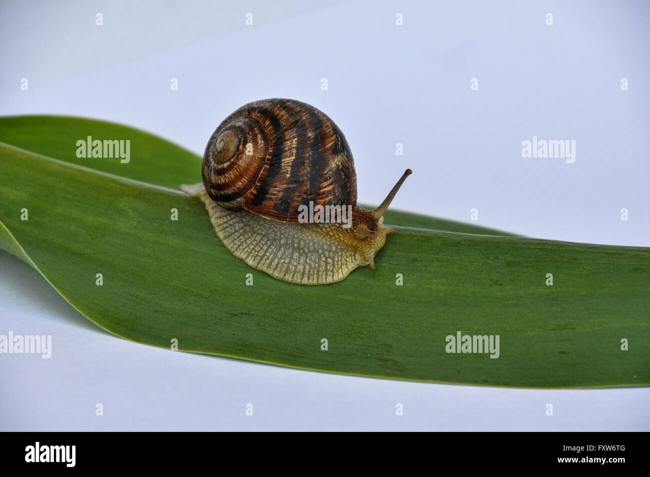 Snail sitting on a leaf on a white background, close-up Stock Photo - Alamy