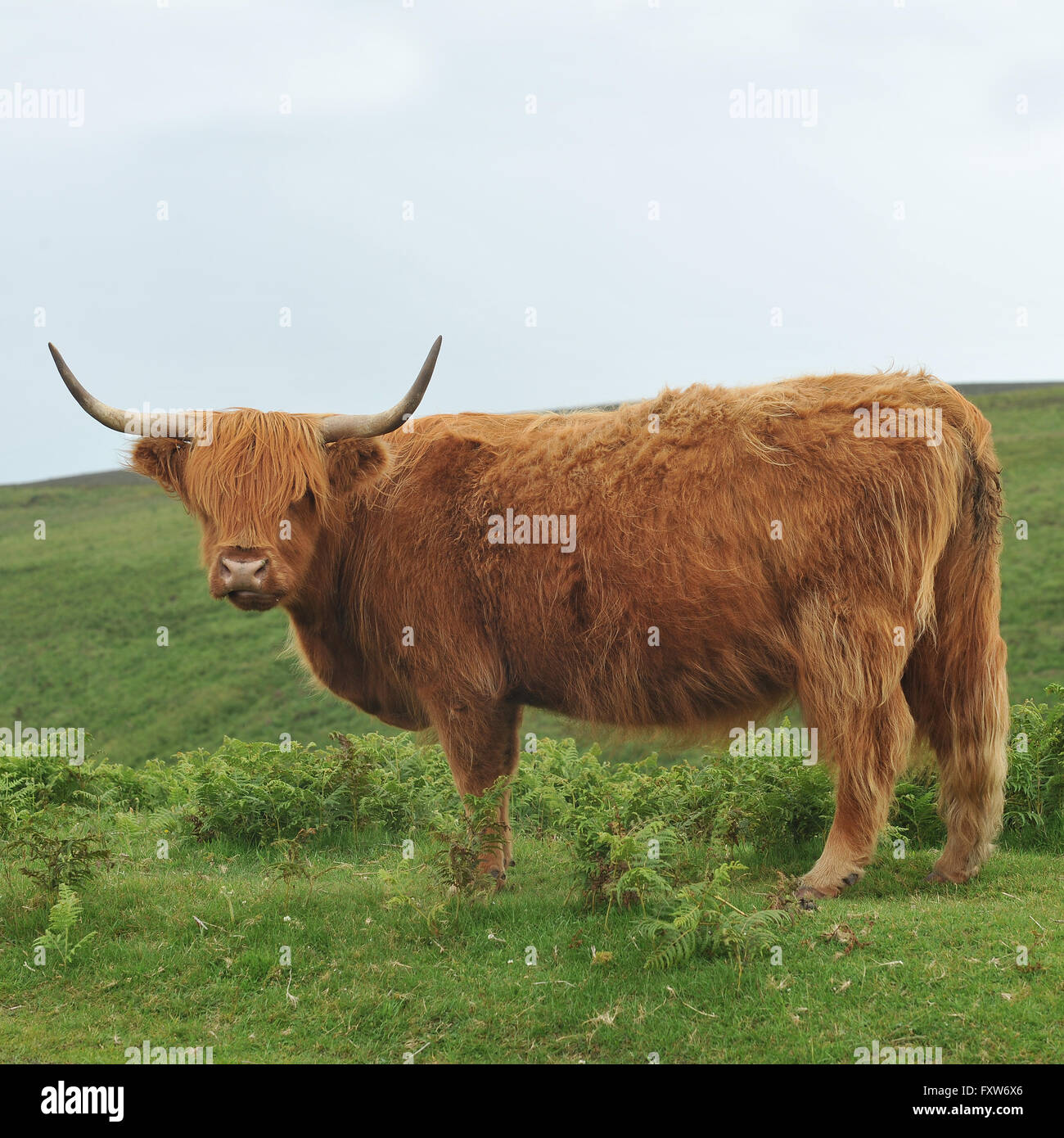 highland cow Stock Photo