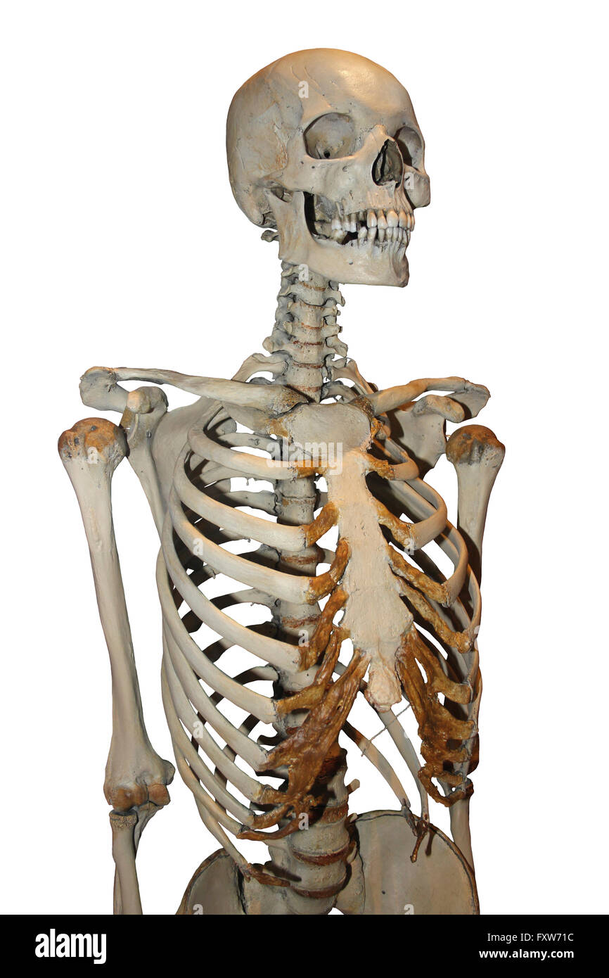 Human Skeleton Stock Photo