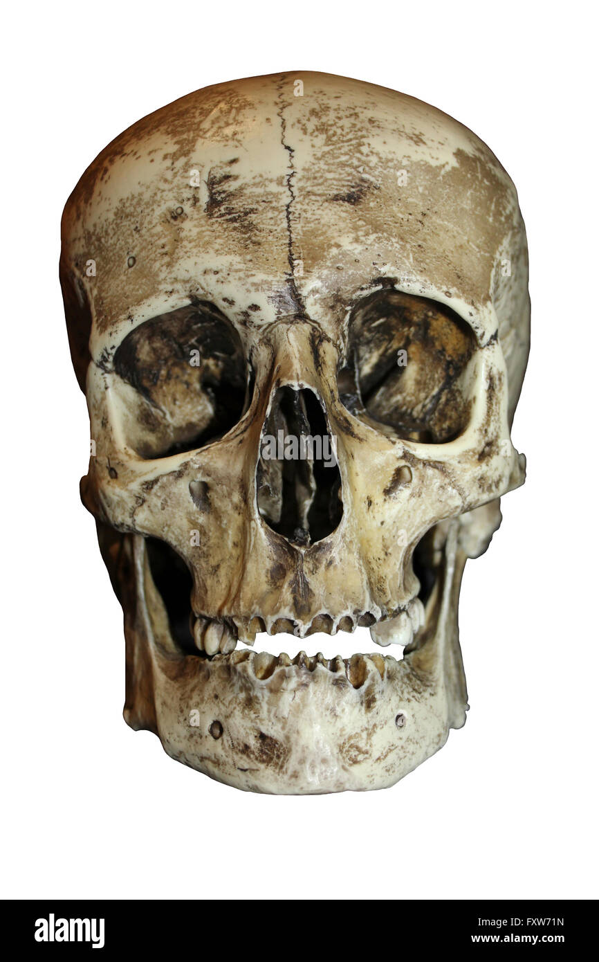Roman Gladiator Human Skull Front View Stock Photo