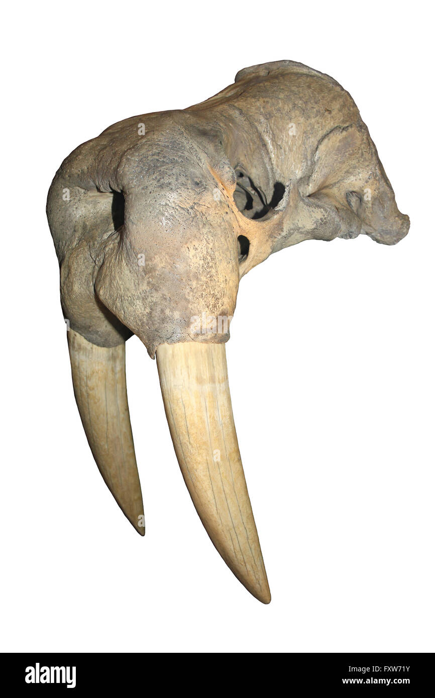 Walrus Skull With Tusks Stock Photo
