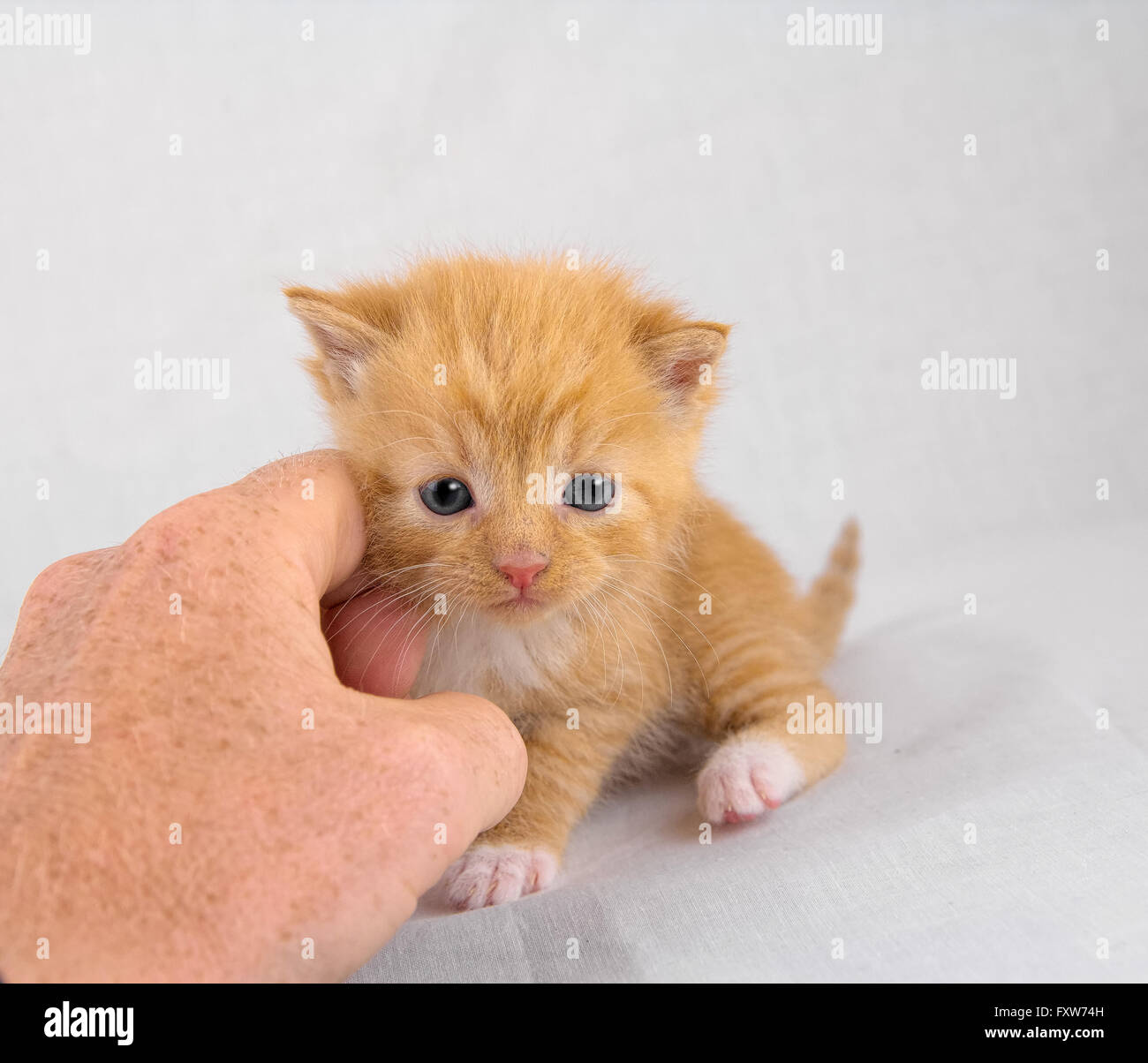 Small kitten being cuddled by a human hand Stock Photo