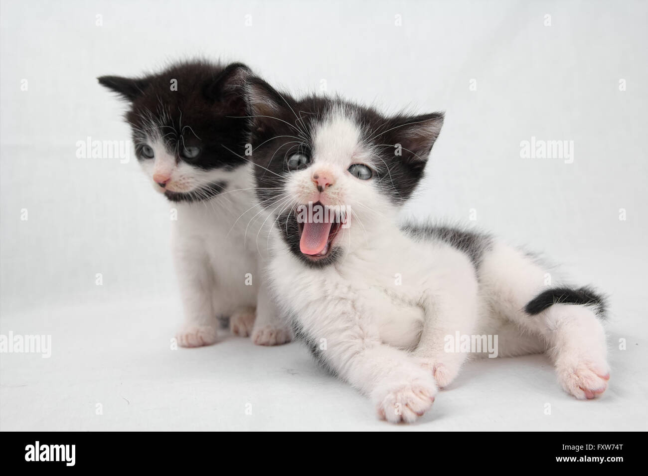 Two kittens, one is staring one is yawning Stock Photo