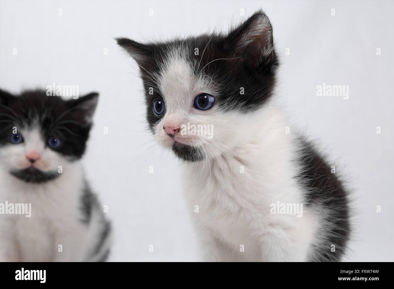 Two spotted kittens sitting staring at something Stock Photo Alamy