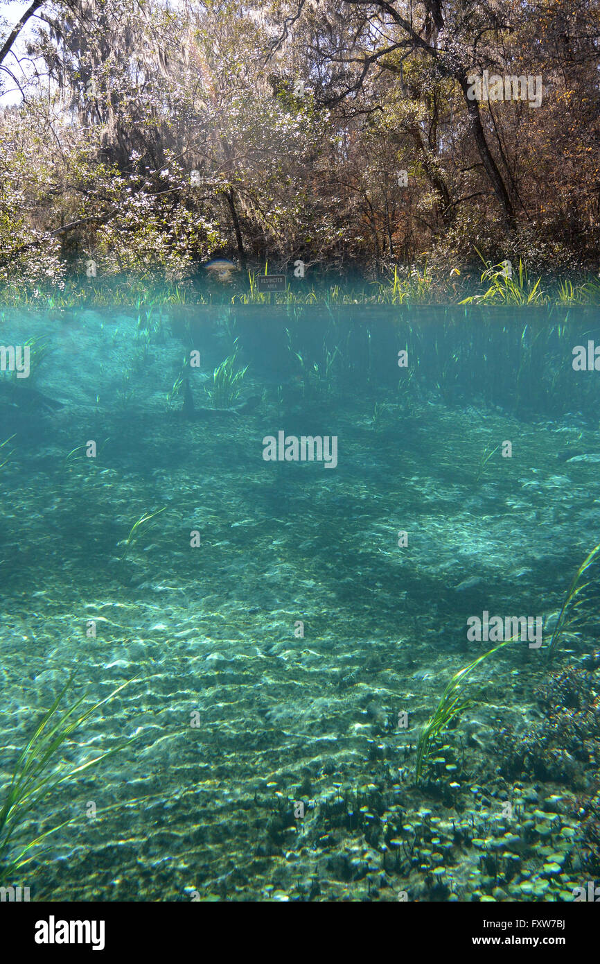 Head spring of Ichetucknee river, in Ichetucknee state park Stock Photo
