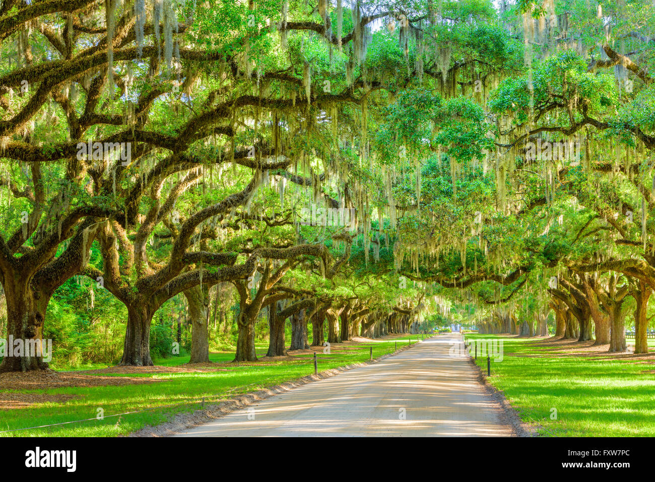 Charleston, South Carolina, USA tree lined plantation entrance. Stock Photo