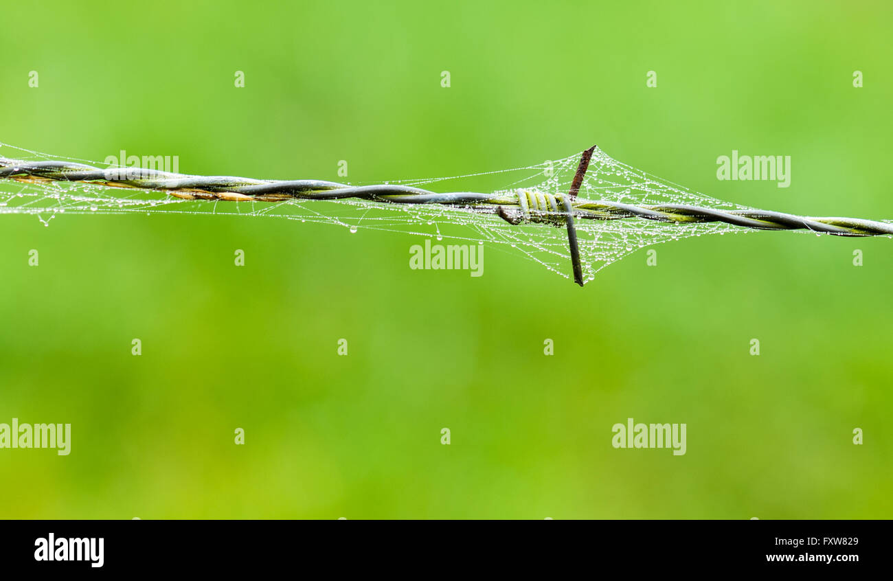 Barbed wire with spider web and drops of water at a meadow Stock Photo
