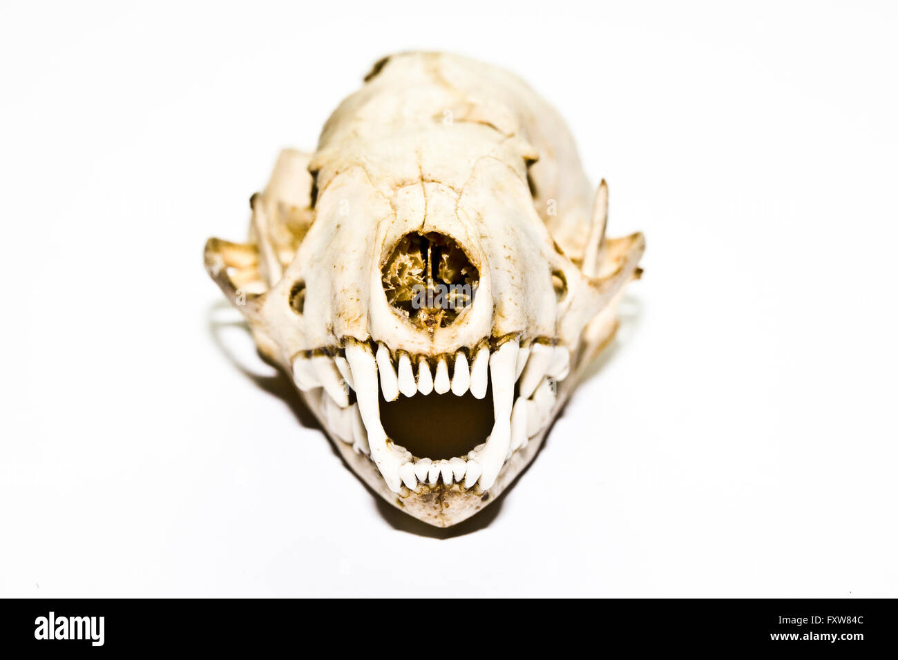 A Stoat of Weasel Skull Stock Photo