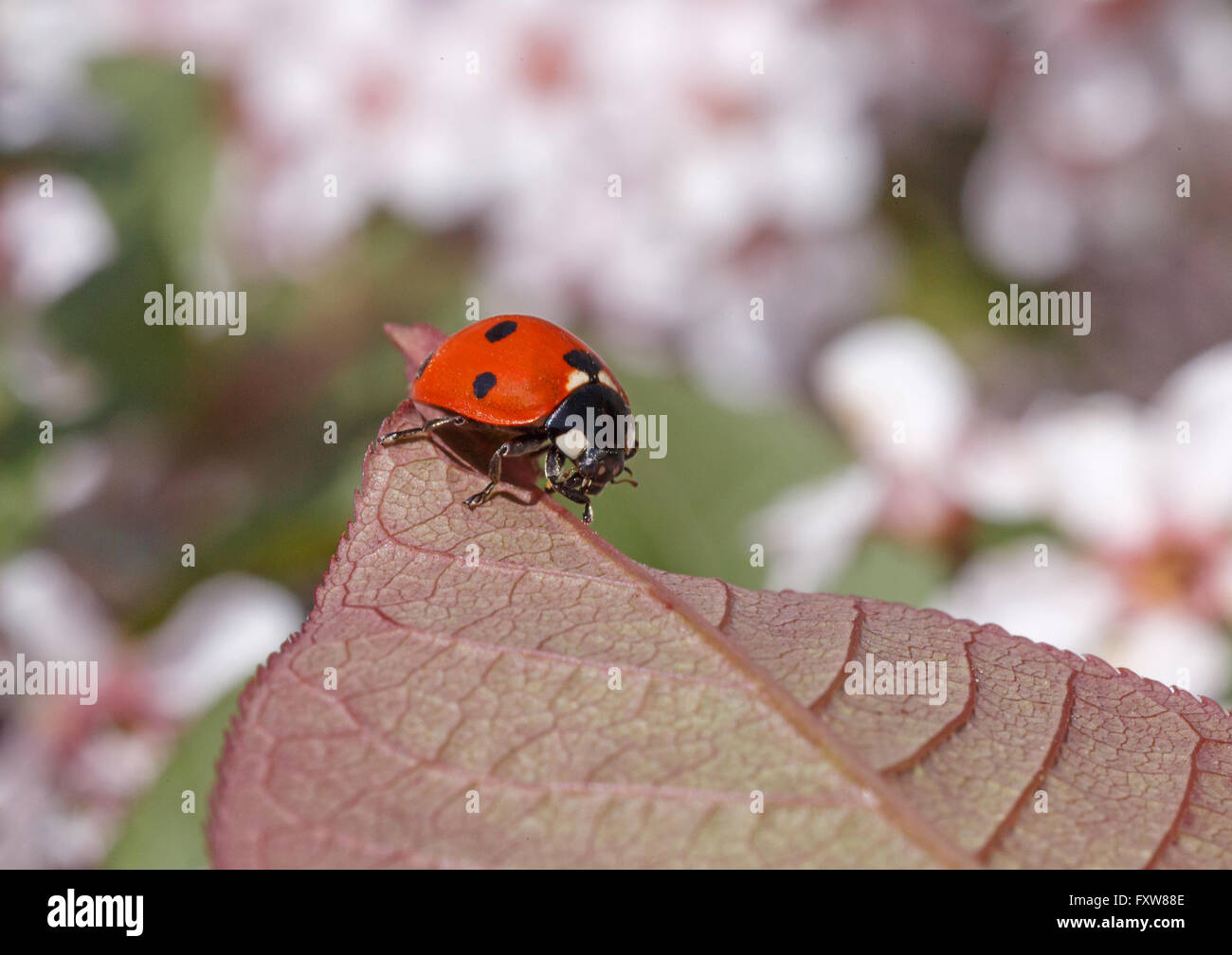close up of ladybug sitting on leaf of tree Stock Photo