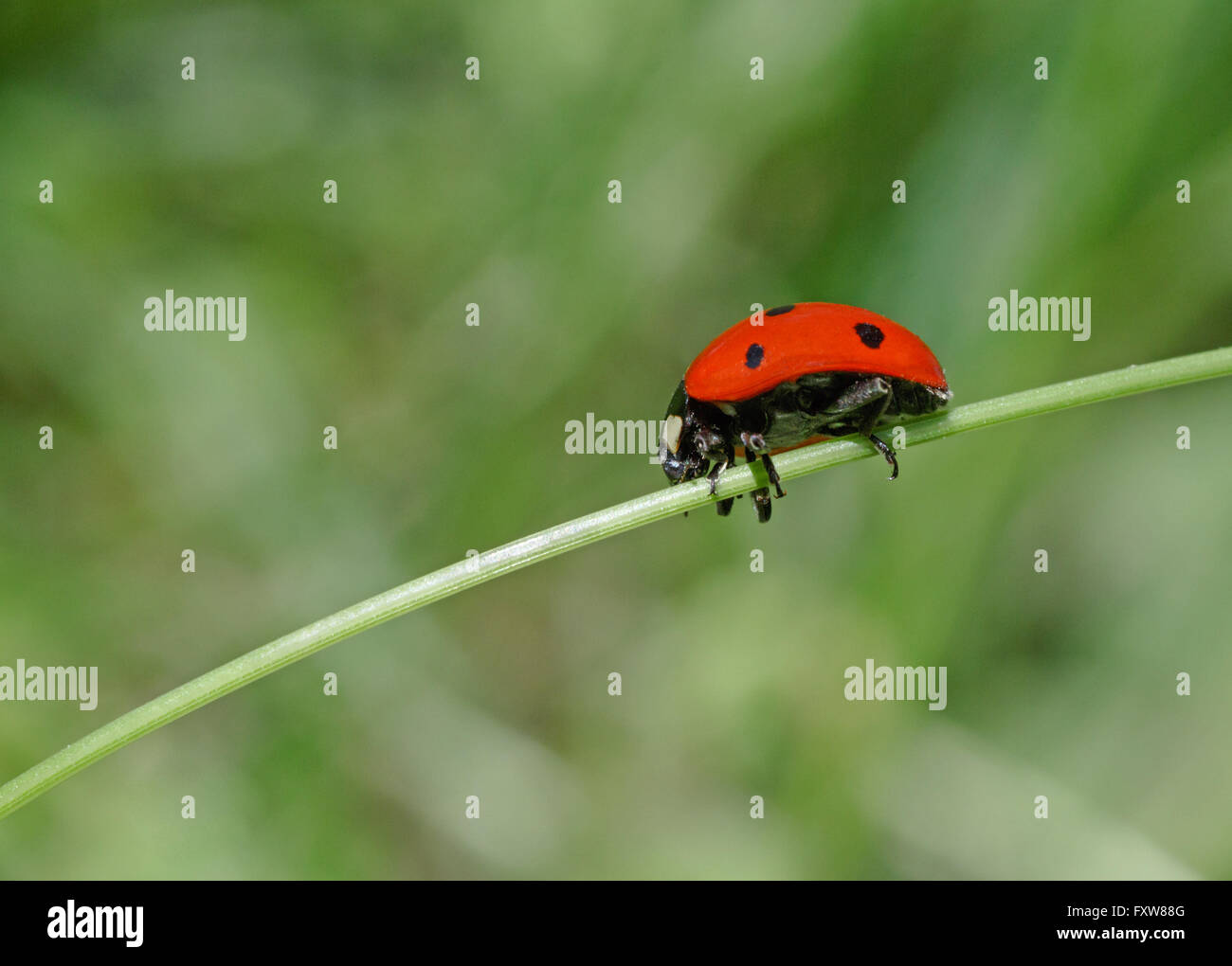 close up of ladybug sitting on blade Stock Photo