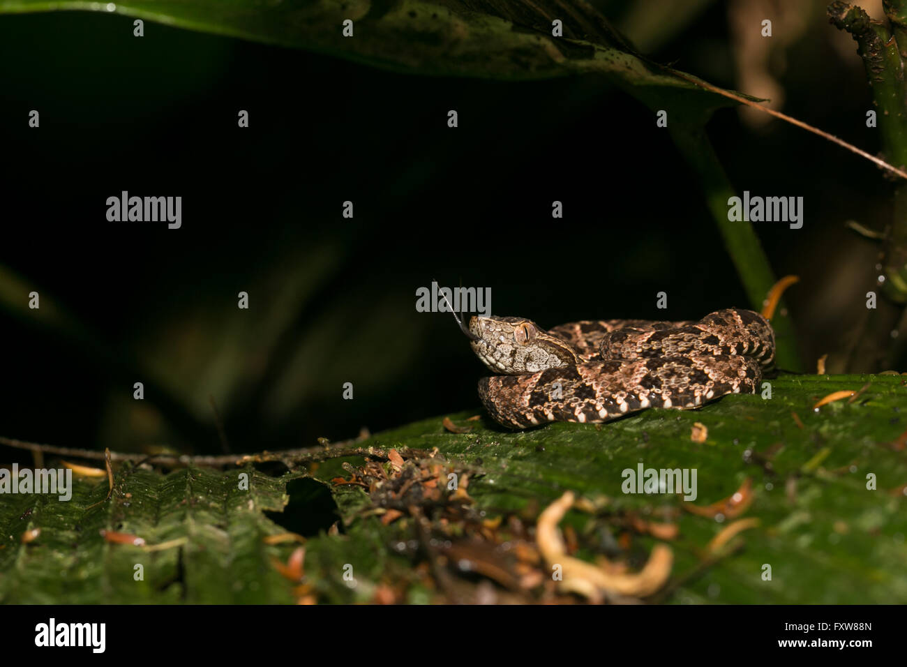 Juvenil de Terciopelo o Equis de la Costa (Bothrops asper), Ecuador.  Juvenile of Fer de lance (Bothrops asper), from Western Ecuador. @ph